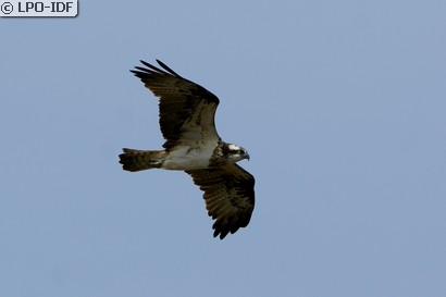 Balbuzard pêcheur
