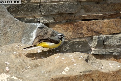 Bergeronnette des ruisseaux