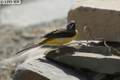 Bergeronnette des ruisseaux