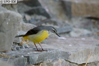 Bergeronnette des ruisseaux