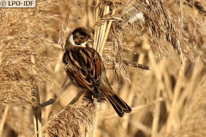 Bruant des roseaux