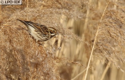 Bruant des roseaux