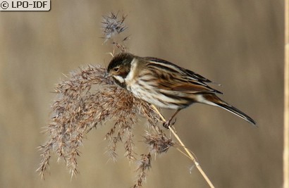 Bruant des roseaux