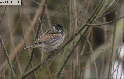 Bruant des roseaux