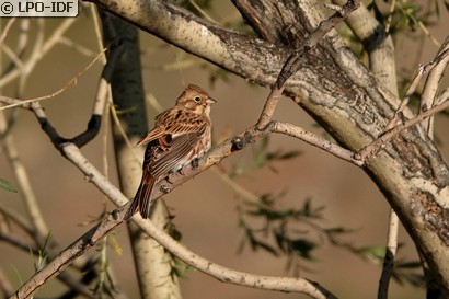 Bruant à calotte blanche