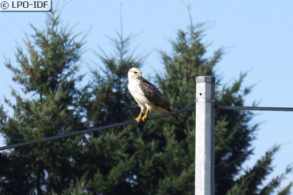 Buse variable