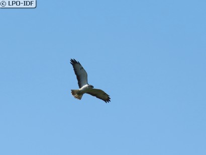 Buse variable
