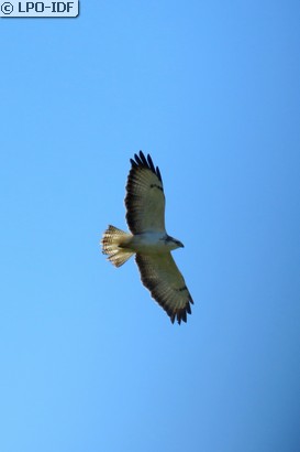 Buse variable