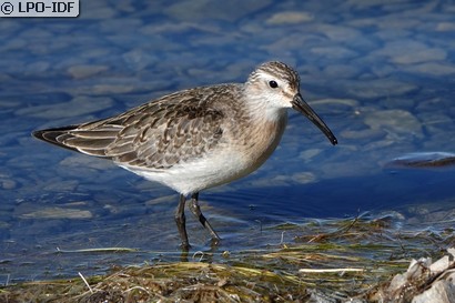 Bécasseau cocorli