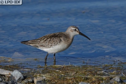 Bécasseau cocorli