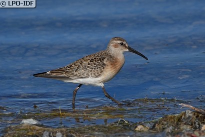 Bécasseau cocorli