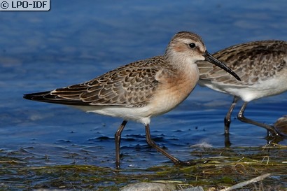 Bécasseau cocorli