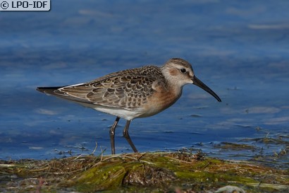 Bécasseau cocorli