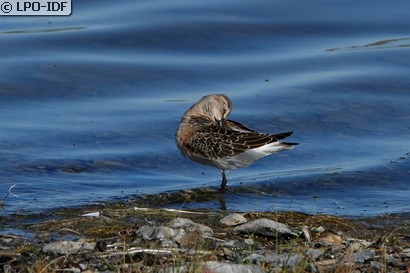 Bécasseau cocorli