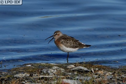 Bécasseau cocorli