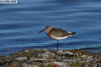 Bécasseau cocorli