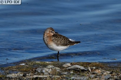 Bécasseau cocorli