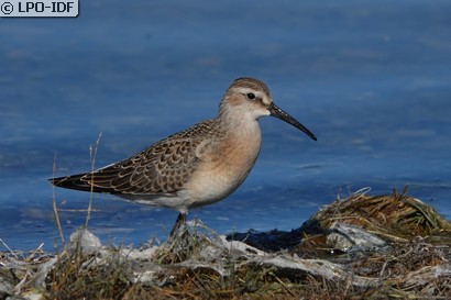 Bécasseau cocorli