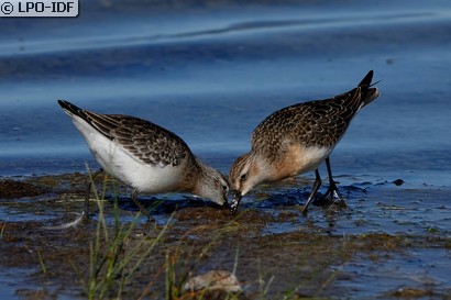 Bécasseau cocorli
