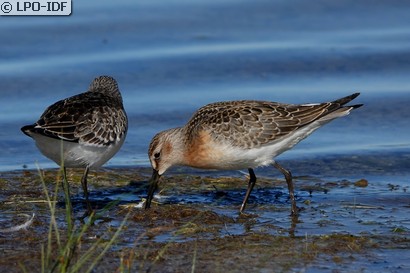 Bécasseau cocorli