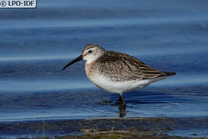 Bécasseau cocorli