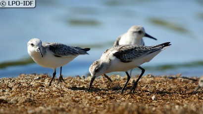 Bécasseau sanderling