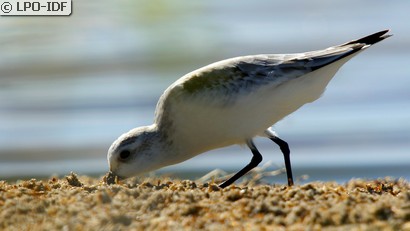 Bécasseau sanderling