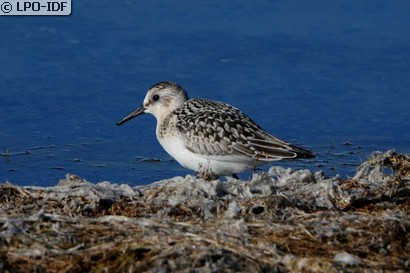 Bécasseau sanderling