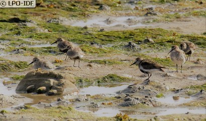 Bécasseau variable