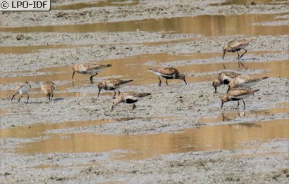 Bécasseau variable