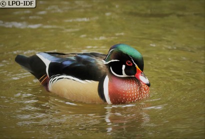 Canard carolin