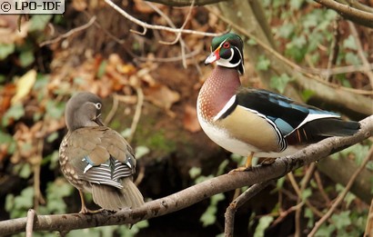 Canard carolin