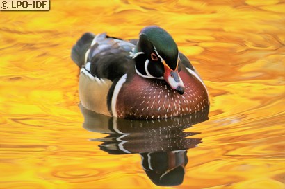 Canard carolin
