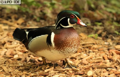 Canard carolin