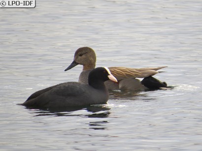 Canard chipeau