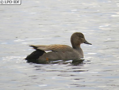 Canard chipeau