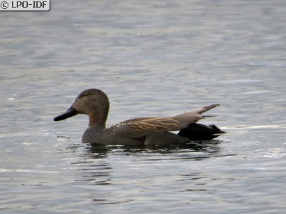 Canard chipeau