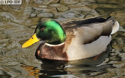 Canard colvert