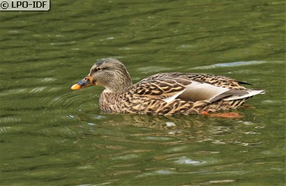 Canard colvert