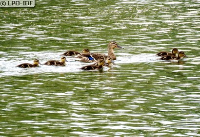Canard colvert