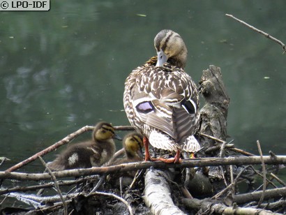 Canard colvert