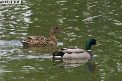 Canard colvert
