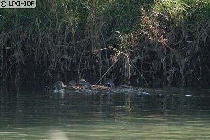 Canard mandarin
