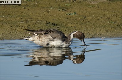 Canard pilet