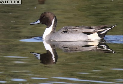 Canard pilet