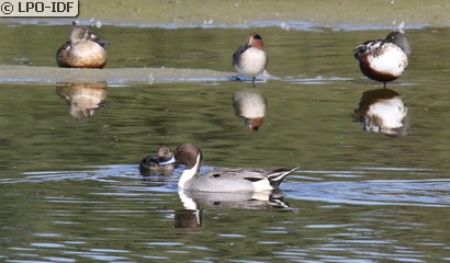 Canard pilet