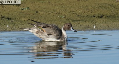 Canard pilet