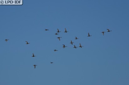 Canard pilet