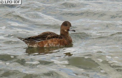 Canard siffleur