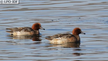 Canard siffleur